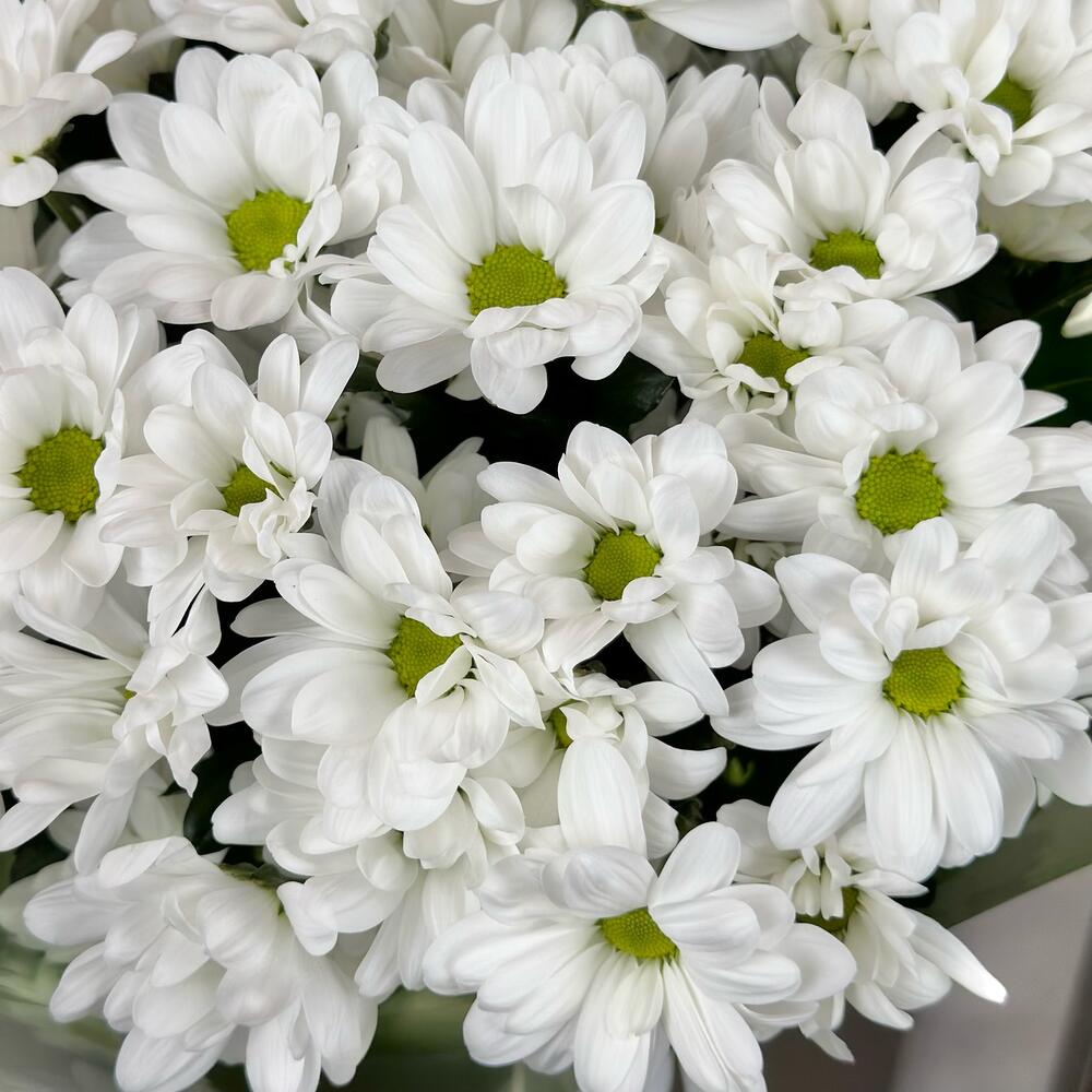 Букет «Мечты о лете» – свежесть белых хризантем Усолье-Сибирское Иркутская область