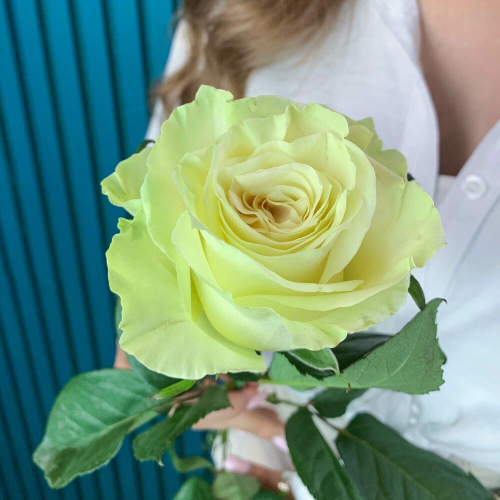 Комплимент из белой эквадорской розы – элегантность в каждом лепестке Усолье-Сибирское Иркутская область