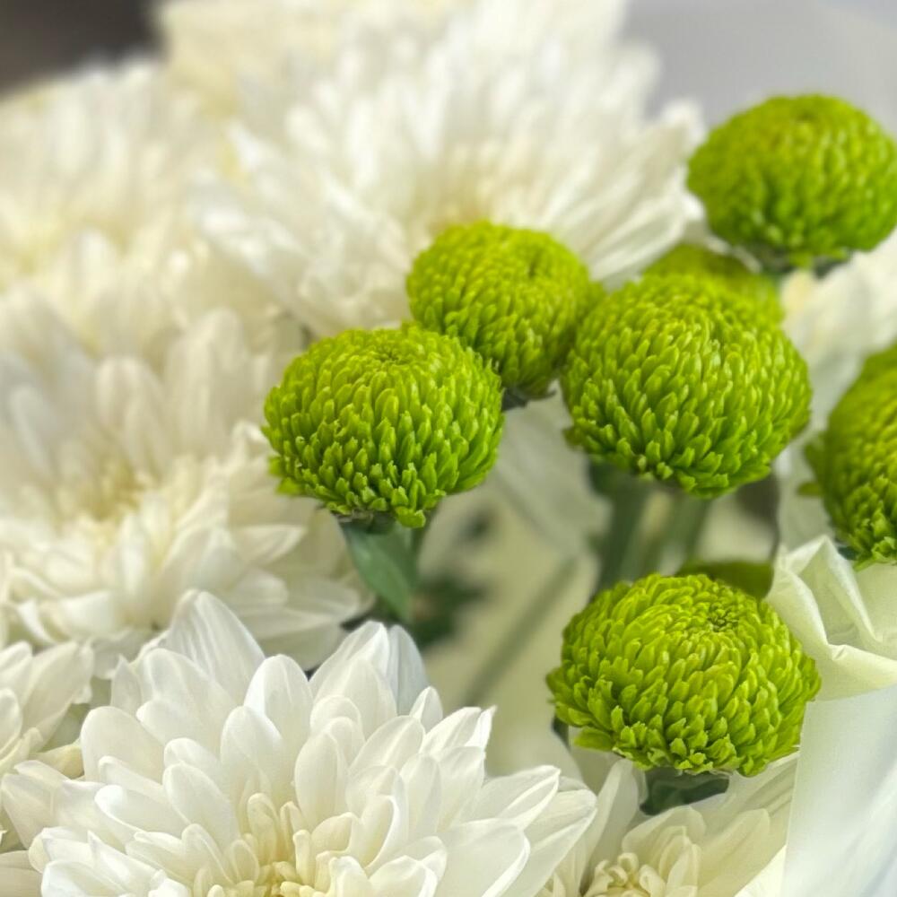 Эксклюзивный букет «Филин Грин» – сочетание белых и зеленых хризантем Усолье-Сибирское Иркутская область