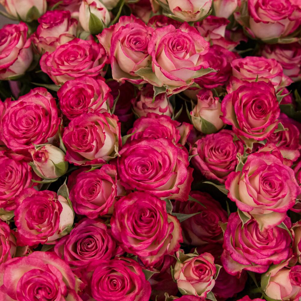 Букет «Розовый бум» – пышные кустовые розы в нежно-розовых тонах Усолье-Сибирское Иркутская область