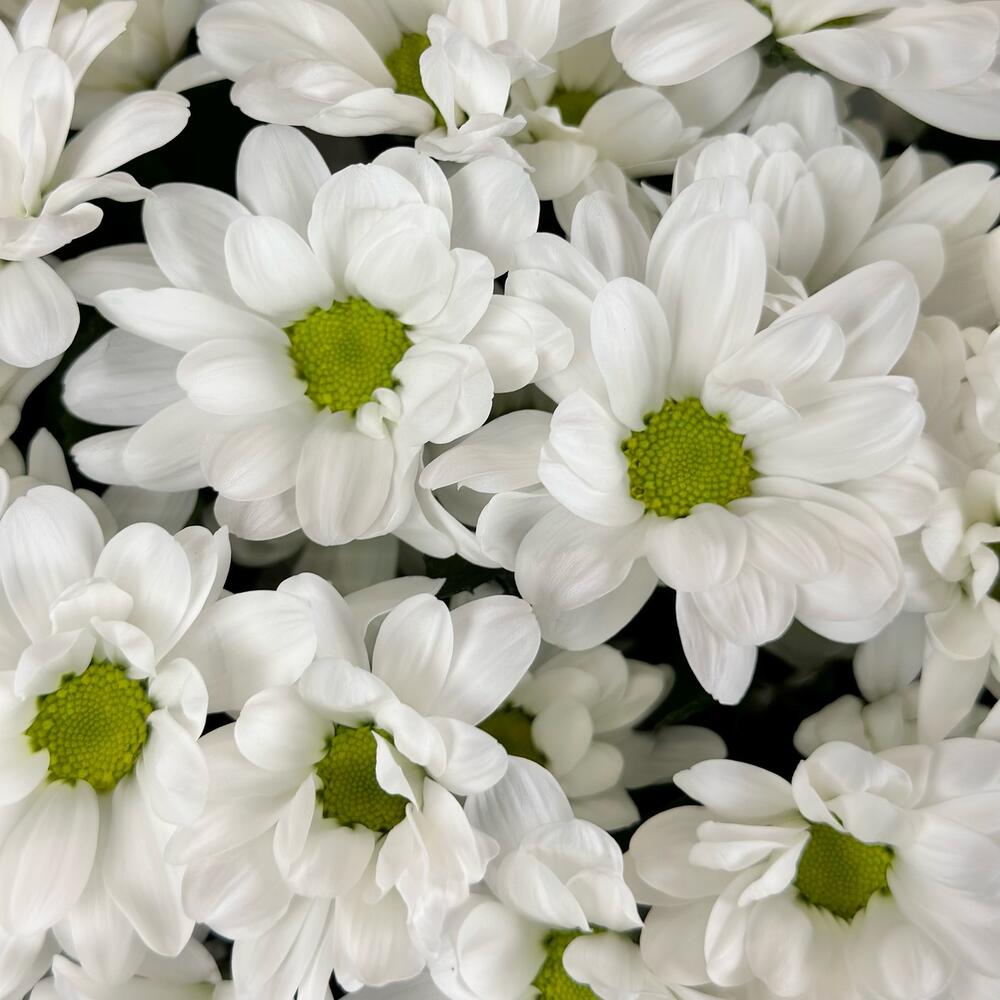 Букет «Мечты о лете» – свежесть белых хризантем Усолье-Сибирское Иркутская область