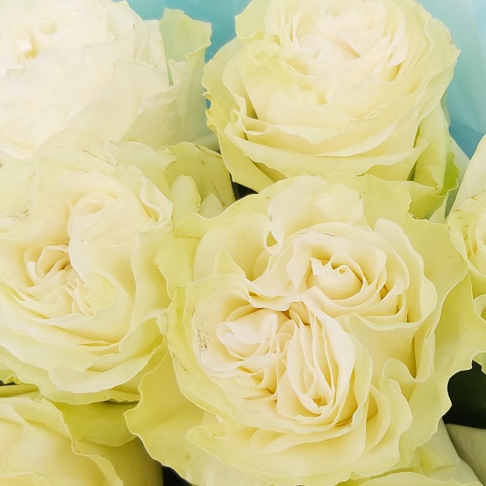 Букет «Кружевное облачко» – 11 белоснежных роз в нежной упаковке Усолье-Сибирское Иркутская область