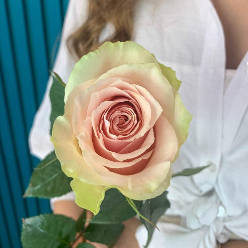 Комплимент из розовой эквадорской розы – минимализм роскоши Усолье-Сибирское Иркутская область