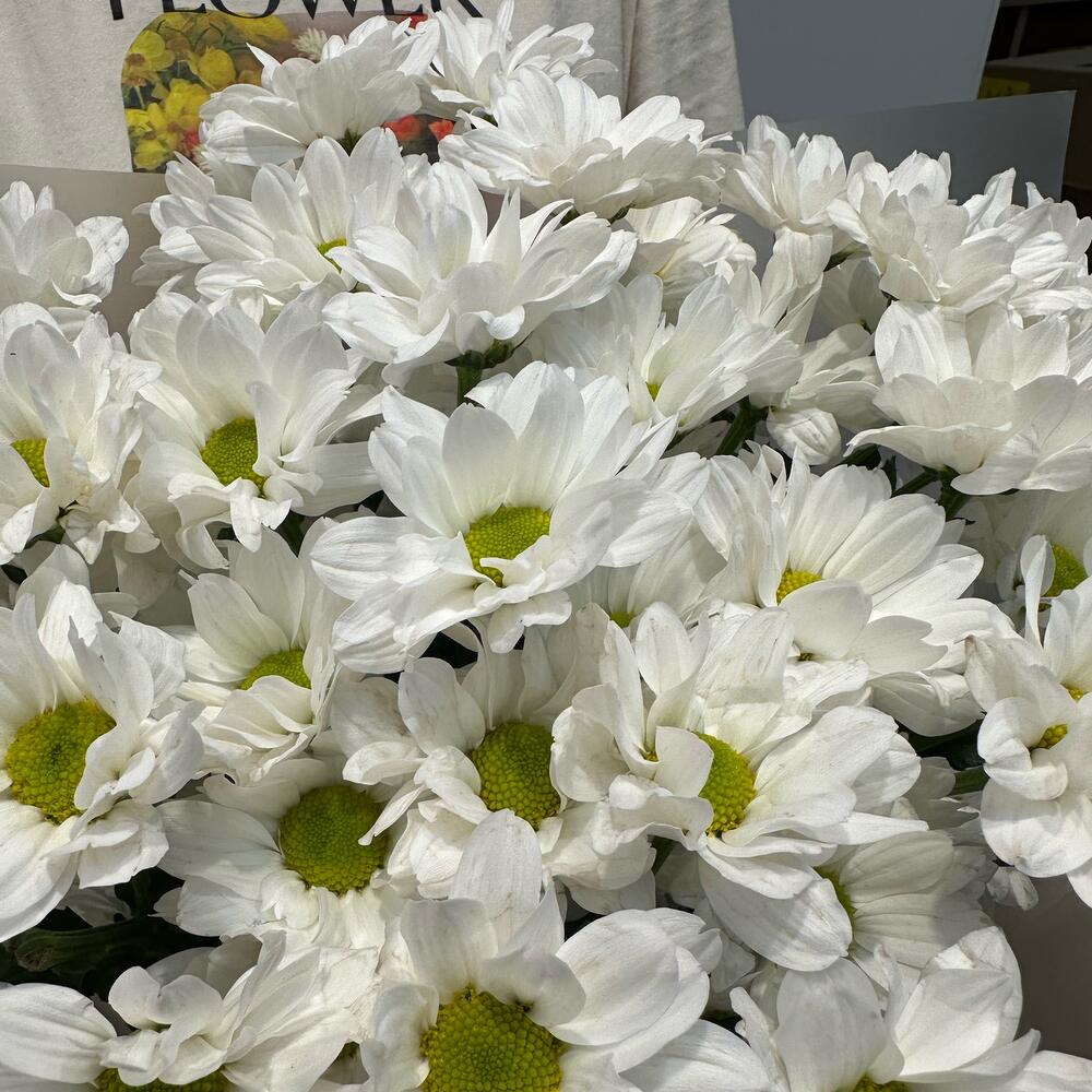 Букет «Летнее настроение» – свежесть белых хризантем Усолье-Сибирское Иркутская область