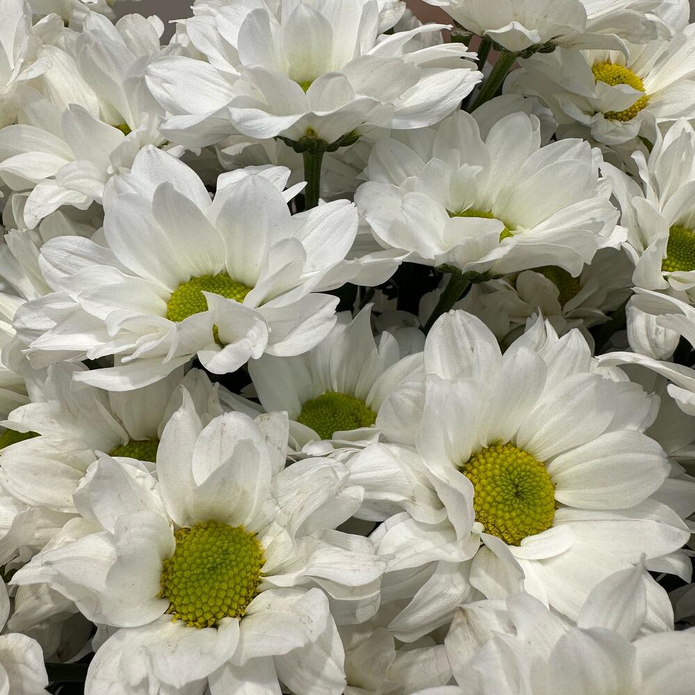 Букет «Летнее настроение» – свежесть белых хризантем Усолье-Сибирское Иркутская область