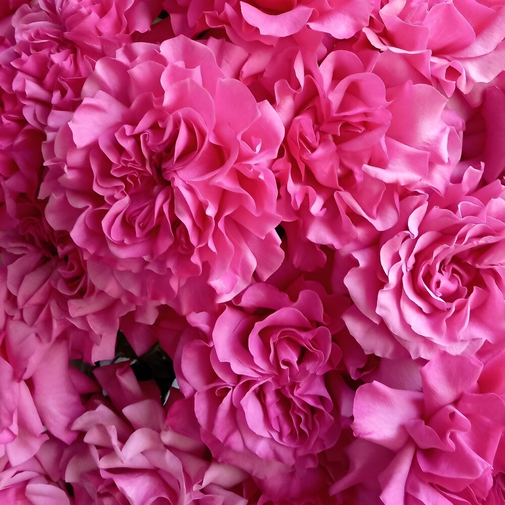 Роскошный букет из пионовидных роз – королевский подарок Усолье-Сибирское Иркутская область