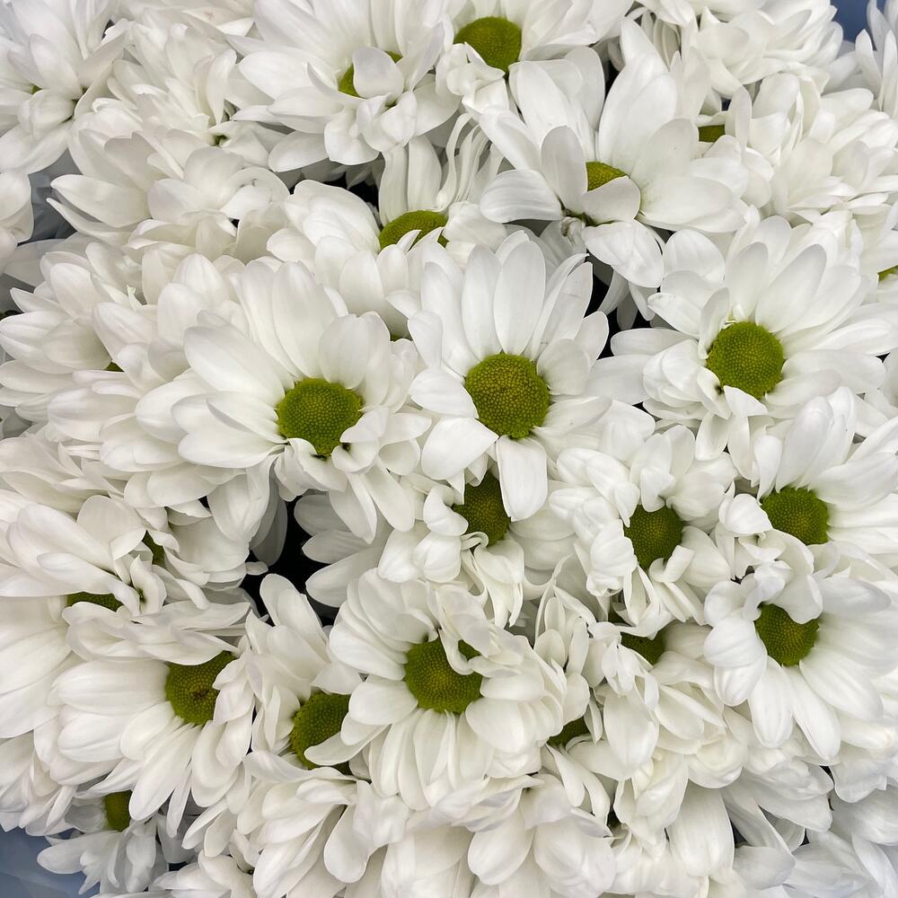 Букет «Ромашковое поле» – свежесть белых хризантем Усолье-Сибирское Иркутская область